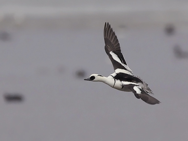 Uivelo, Smew, Mergellus albellus